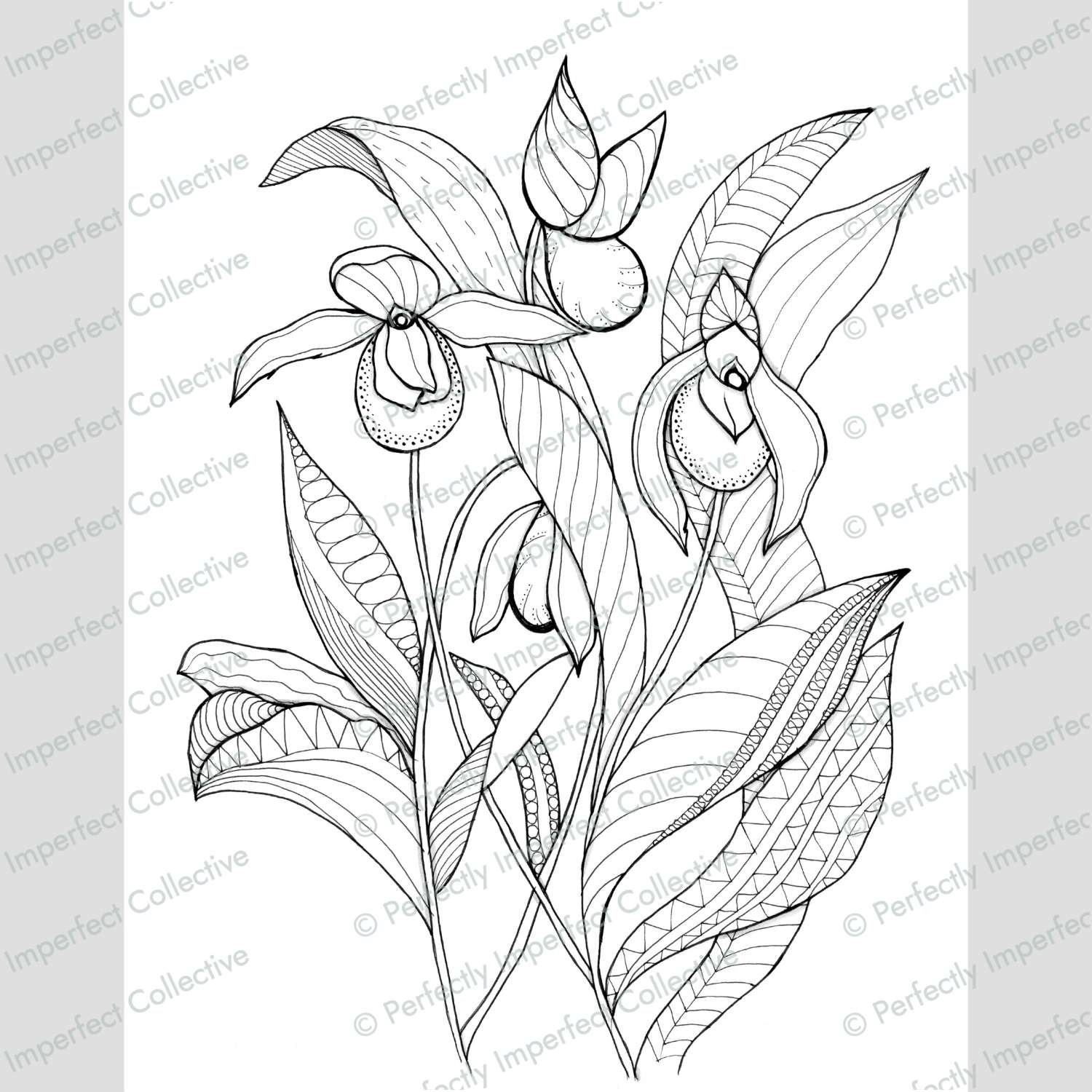 MN State Flower: Pink & White Lady’s Slipper